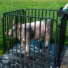 Portable Wash Pen – Heavy-Duty Adjustable Weaver Livestock